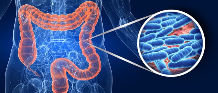 microbiota intestinale 