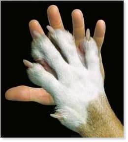 Pet Loss: la psicologia nella perdita di un animale