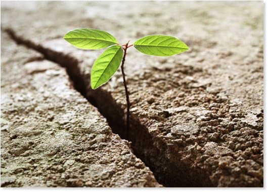 Nonostante tutto: la resilienza